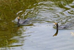 K川・珍しく2羽のカワウ