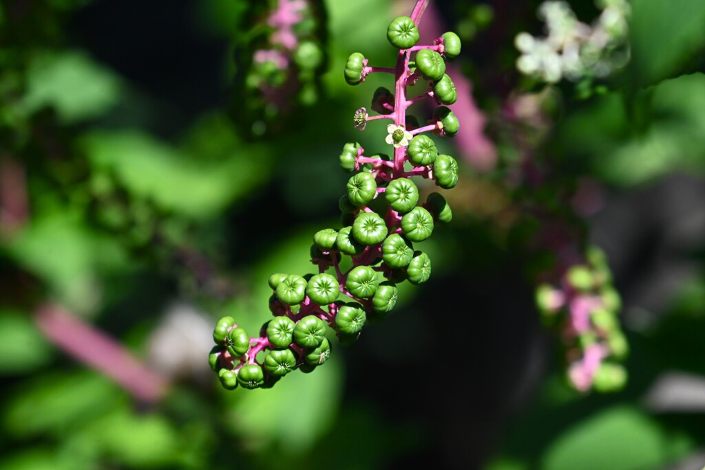 用水路・ヨウシュヤマゴボウの青い実