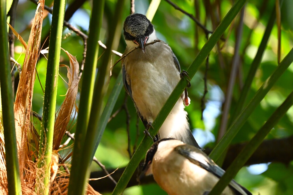 用水路・オナガひな 