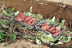 サツマイモ収穫