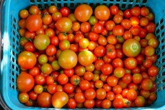 菜園・7月28日トマト2種の収穫 