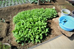 シュンギク・コマツナ