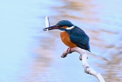 Ｋ川中流域・カワセミ♂若捕食