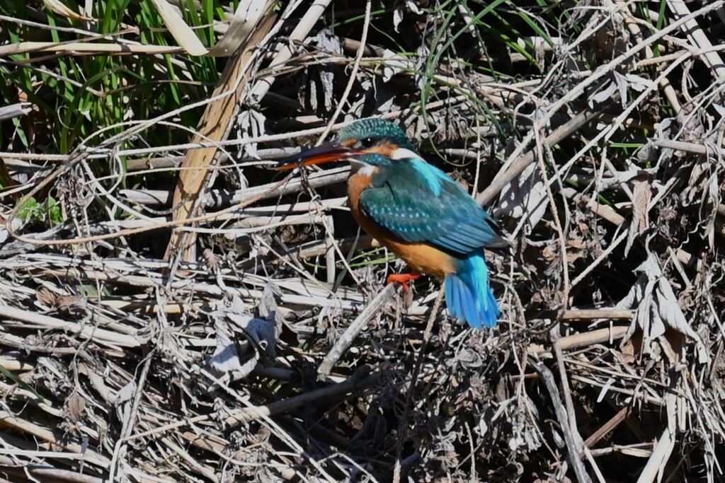 Ｋ川・中流域のカワセミ♀捕食