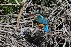 Ｋ川・中流域のカワセミ♀捕食
