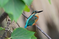 都内S川・振り返るカワセミ♂若