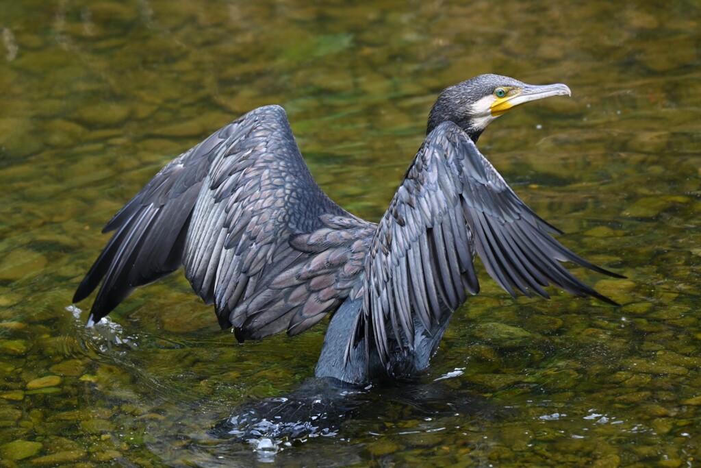 K川・カワウ