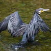 K川・カワウ