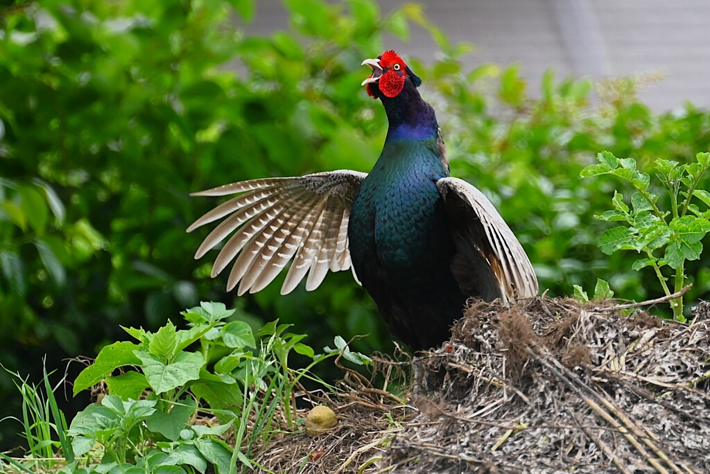 菜園・キジ♂ホロ打ち 