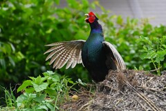 菜園・キジ♂ホロ打ち 
