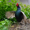 菜園・キジ♂ホロ打ち 