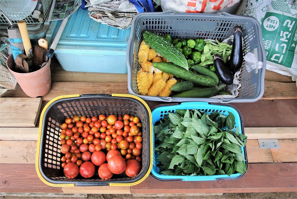 7月16日夏野菜収穫