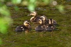 Ｋ川中流域・カルガモひな5羽