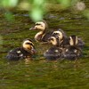 Ｋ川中流域・カルガモひな5羽