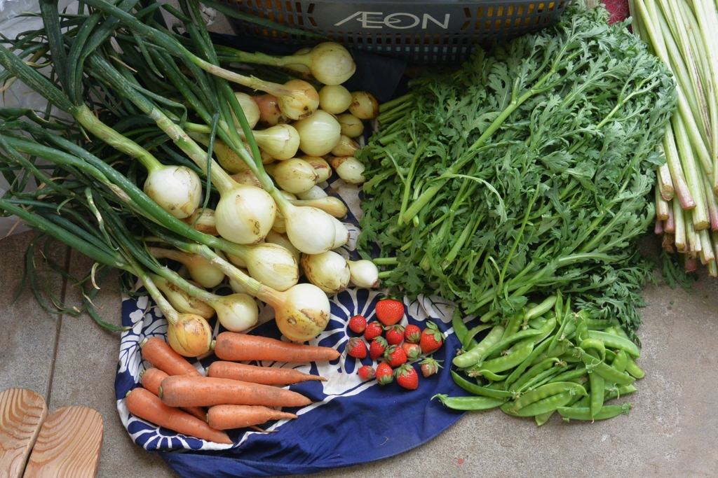 菜園・5月19日収穫.