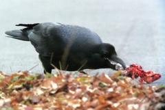 用水路・ハシブトガラス、ご馳走にありつく