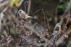 Ｋ川中流域・カワラヒワ♂♀
