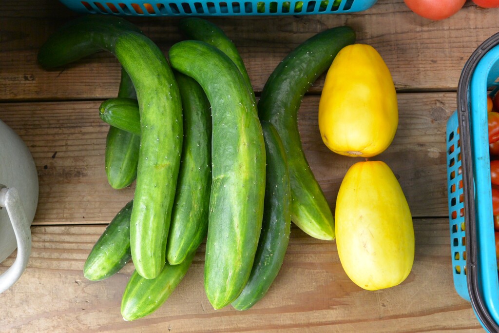 菜園・7月20日収穫 (キュウリとマクワウリ)