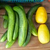 菜園・7月20日収穫 (キュウリとマクワウリ)