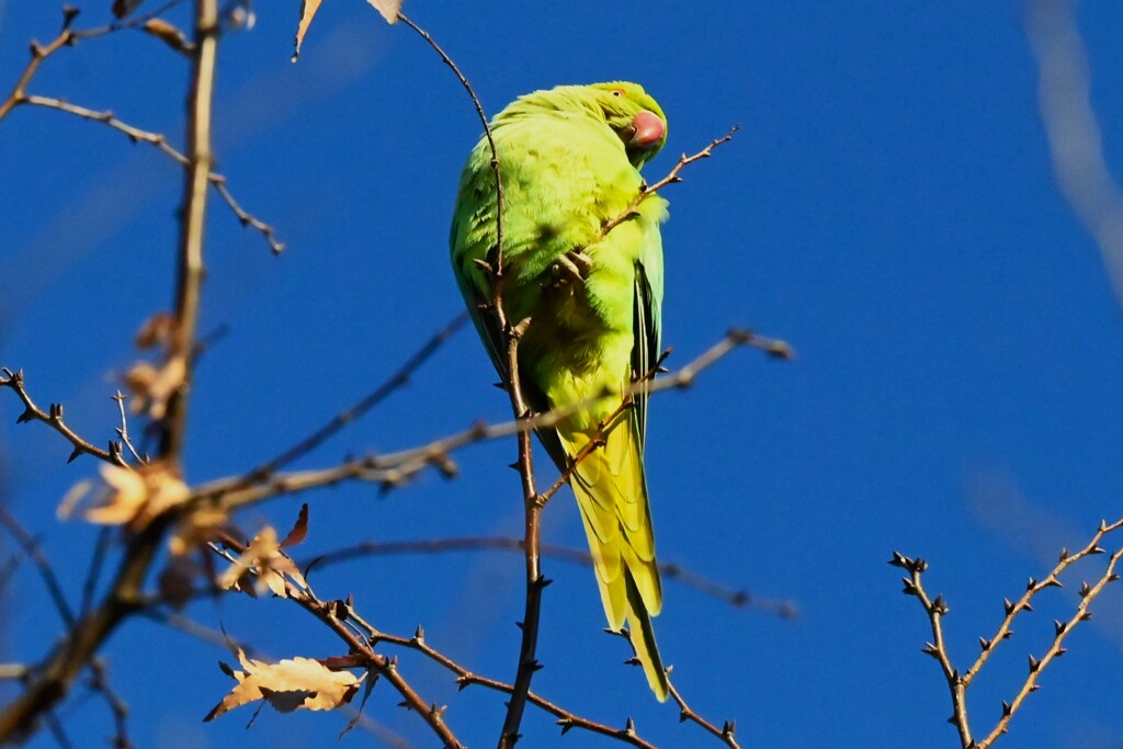 用水路・ワカケホンセイインコ高い木の梢で・・