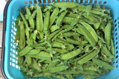 菜園・5月13日のキヌサヤ2kg収穫