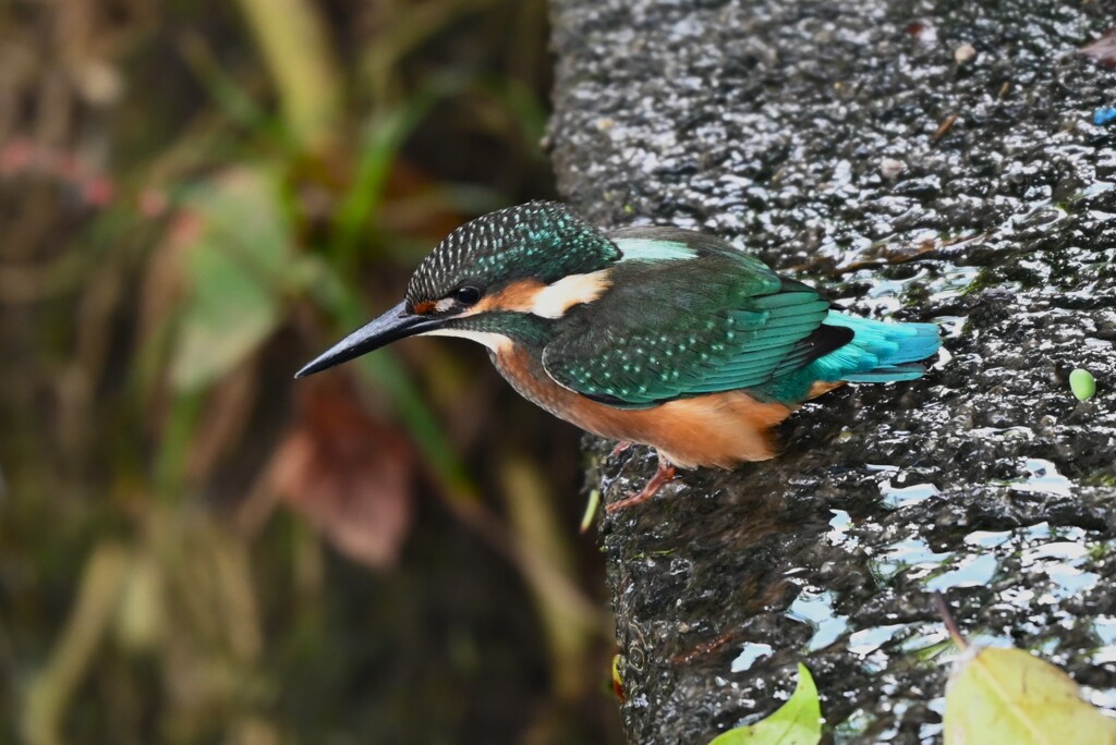K川中流域・カワセミ♂幼鳥 