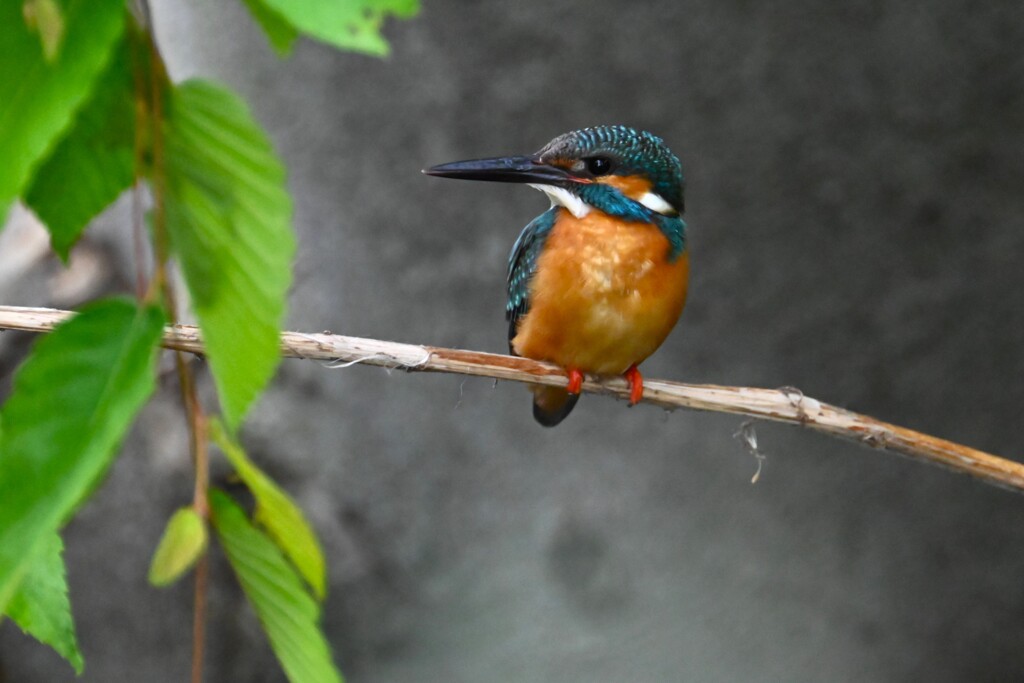 用水・大サービス！カワセミ♂ 