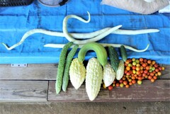 8月29日の夏野菜収穫