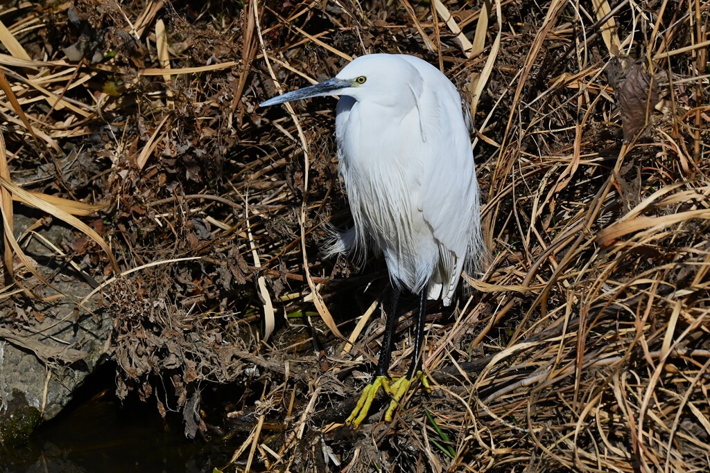 Ｋ川中流域・日向ぼっこのコサギ