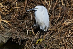 Ｋ川中流域・日向ぼっこのコサギ