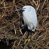 Ｋ川中流域・日向ぼっこのコサギ