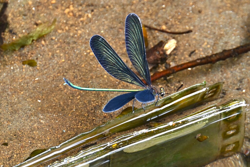 用水路・ハーモニカとハグロトンボ♂