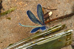 用水路・ハーモニカとハグロトンボ♂