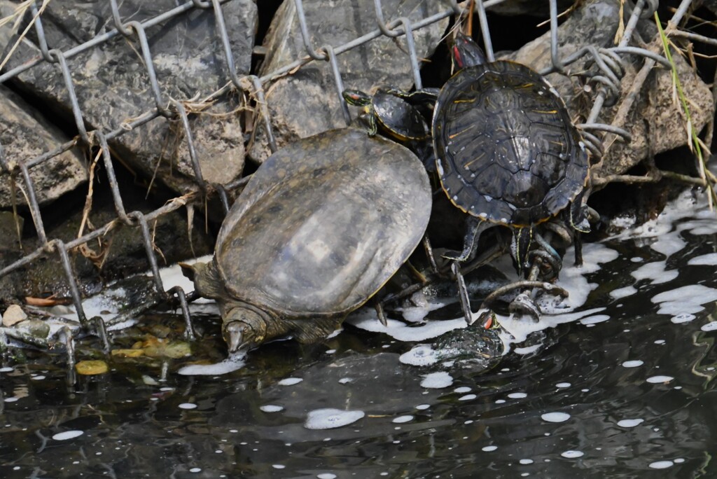 K川・スッポン（2匹目）