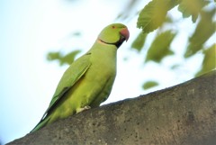 用水路のワカケホンセイインコ