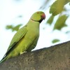 用水路のワカケホンセイインコ