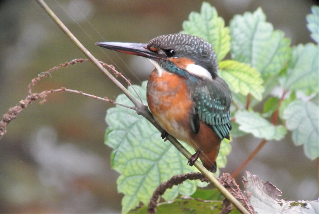 用水路のカワセミ♀若鳥・初個体