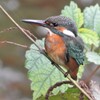 用水路のカワセミ♀若鳥・初個体