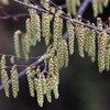 3月21日 (用水路・イヌシデの花)