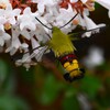 K川沿道・アベリアにオオスカシバ