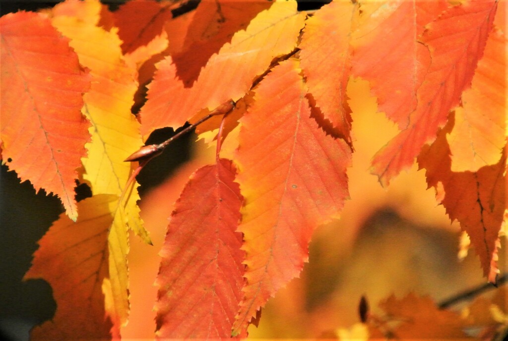 イヌシデの紅葉 (1)