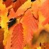 イヌシデの紅葉 (1)