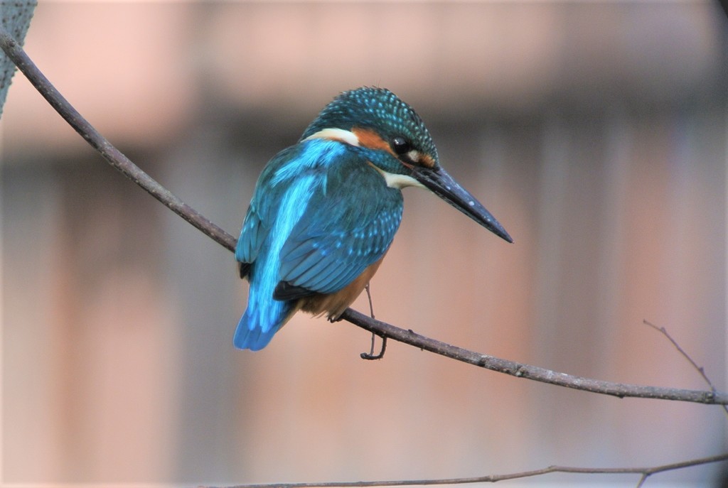 カワセミ♂細枝止まり