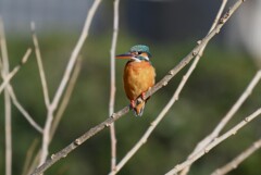 K川中流域・カワセミ♀若