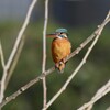 K川中流域・カワセミ♀若