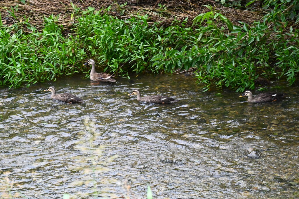 K川・立派になったカルガモひな3羽