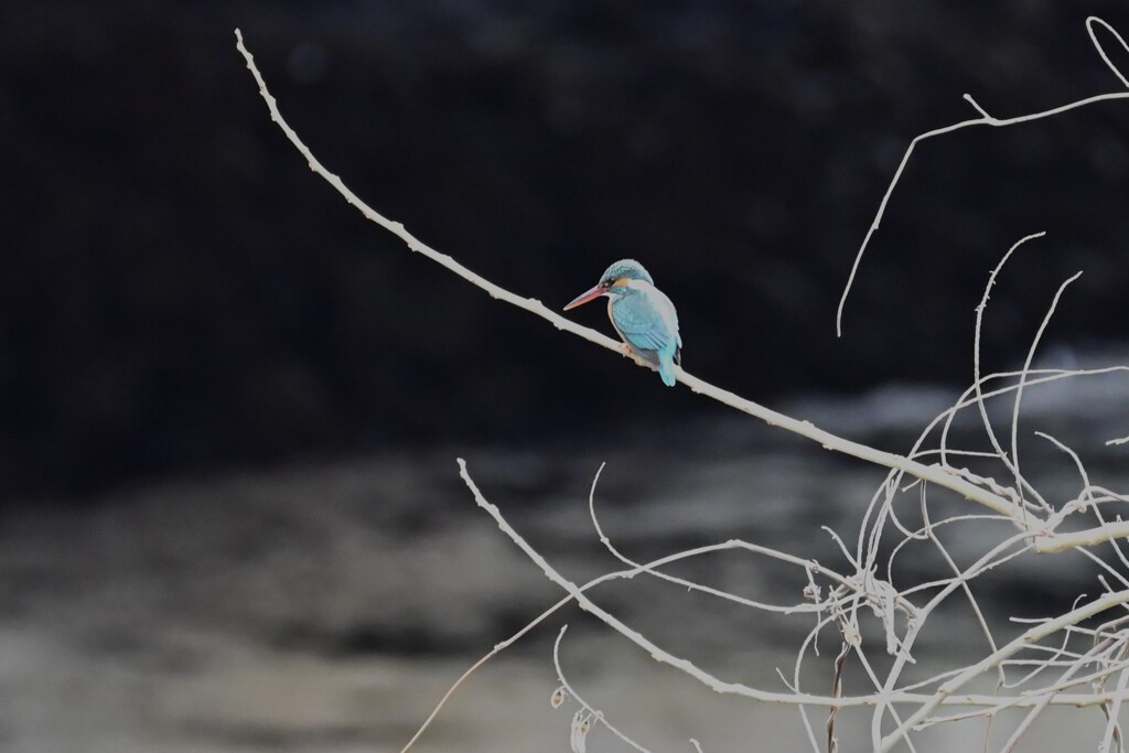 Ｋ川・中流域のカワセミ♀ 