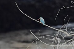 Ｋ川・中流域のカワセミ♀ 