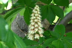 K川・トチノキの花