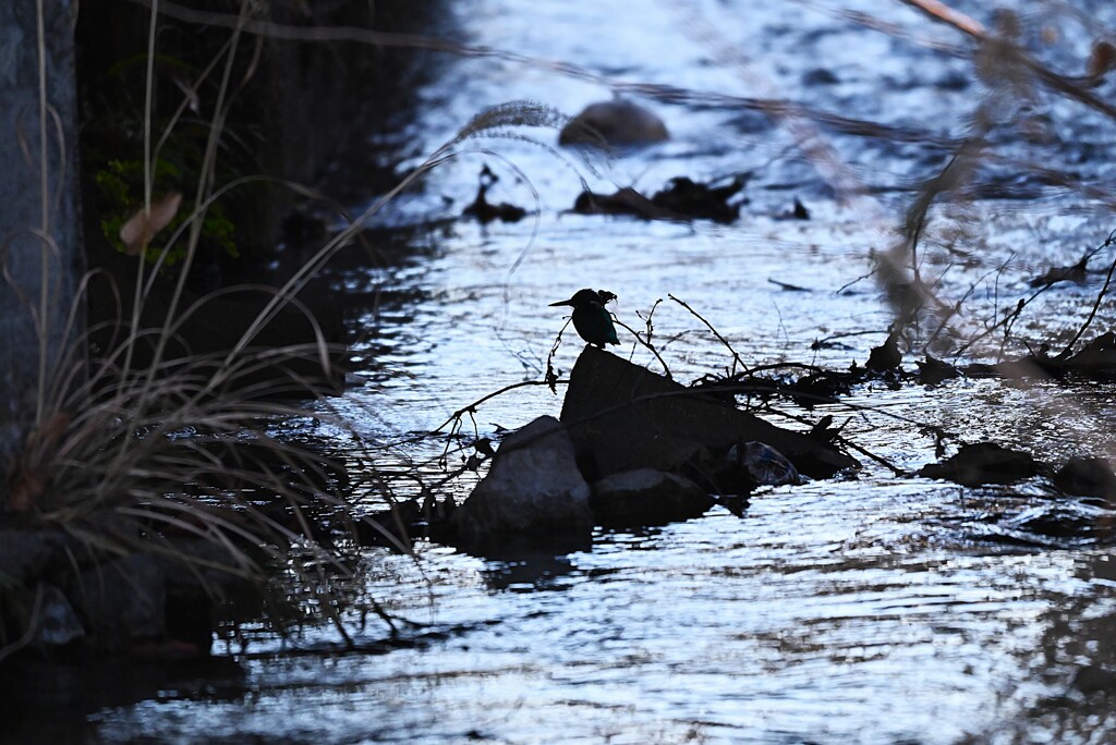 用水路・橋の下にカワセミ♀若シルエット
